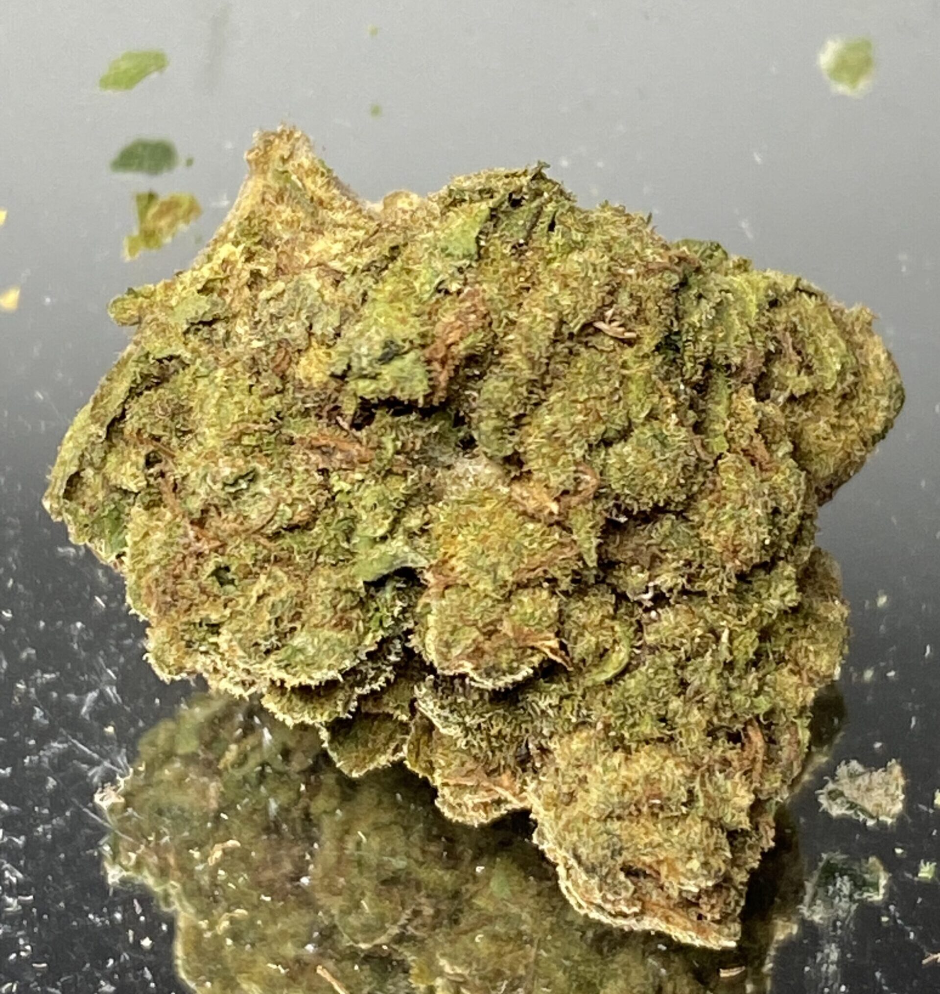 Stankasaurus - blueberry