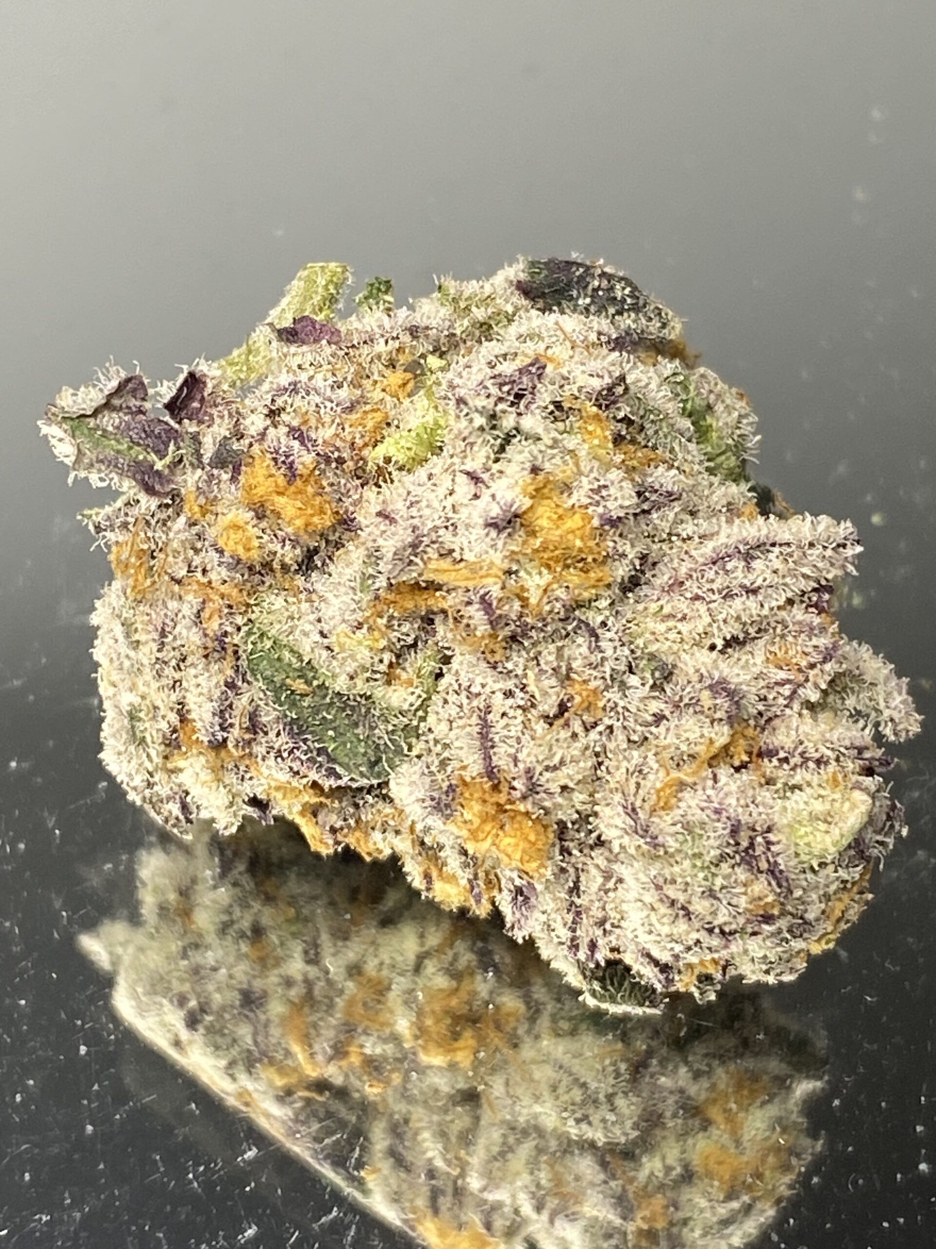 mountain sage - gg4